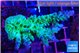 Acropora green & purple tip 4-5 cm WYSIWYG acclimaté