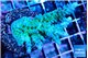 Acropora green & purple tip 4-5 cm WYSIWYG acclimaté