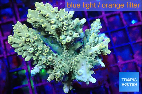 Acropora purple gold premium 7-11 cm WYSIWYG acclimaté