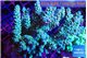 Acropora purple 8-12 cm WYSIWYG acclimaté