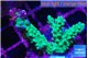 Acropora green damaged 3-5 cm WYSIWYG acclimaté