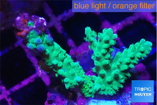 Acropora green damaged 3-5 cm WYSIWYG acclimaté