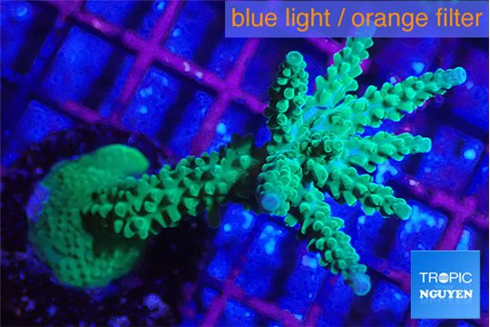 Acropora green & purple tip 5-7 cm WYSIWYG acclimaté