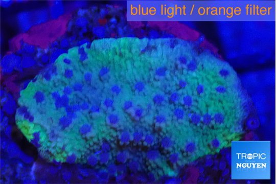 Montipora green & blue polyps Fijii 2-3 cm WYSIWYG acclimaté