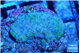 Montipora green & blue polyps Fijii 2-3 cm WYSIWYG acclimaté