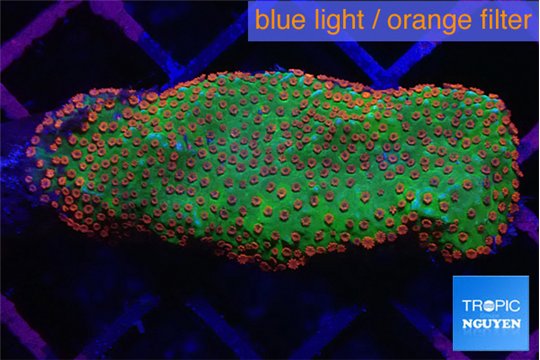 Montipora red fire forest 3-5 cm WYSIWYG acclimaté
