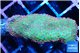 Montipora red fire forest 3-5 cm WYSIWYG acclimaté