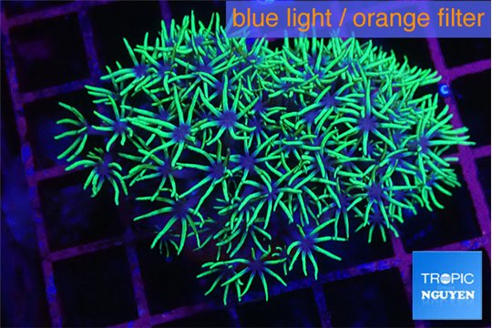 Pachyclavularia purple green 3-5 cm WYSIWYG acclimaté