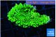 Montipora green 3-4 cm WYSIWYG acclimaté