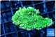 Montipora green 3-4 cm WYSIWYG acclimaté