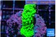 Acropora neon green 3-5 cm WYSIWYG acclimaté