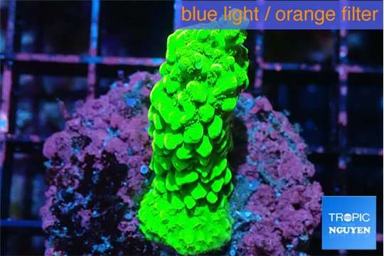 Acropora neon green 3-5 cm WYSIWYG acclimaté