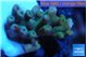 Acropora blue ice Fijii 1-3 cm WYSIWYG acclimaté