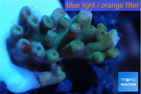 Acropora blue ice Fijii 1-3 cm WYSIWYG acclimaté