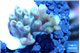 Acropora blue ice Fijii 1-3 cm WYSIWYG acclimaté