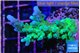 Acropora green & purple tip 4-5 cm WYSIWYG acclimaté