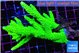 Acropora neon green 7-12 cm WYSIWYG acclimaté