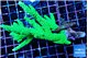 Acropora neon green 7-12 cm WYSIWYG acclimaté