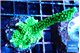 Acropora neon green 4-6 cm WYSIWYG acclimaté
