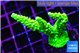 Acropora neon green 4-6 cm WYSIWYG acclimaté