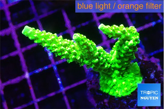 Acropora neon green 4-6 cm WYSIWYG acclimaté