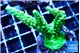 Acropora neon green 4-6 cm WYSIWYG acclimaté