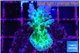 Acropora green & purple tip 3-5 cm WYSIWYG acclimaté