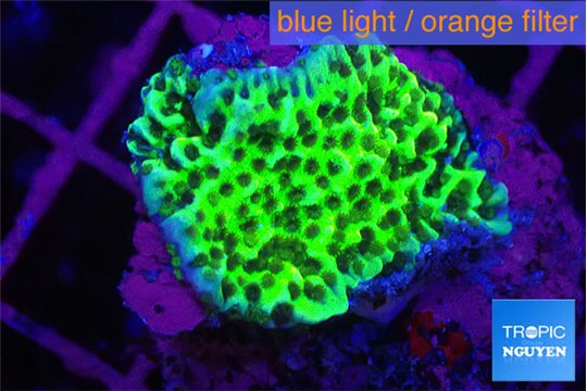 Montipora green 2-3 cm WYSIWYG acclimaté