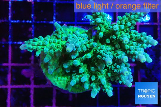 Acropora green& blue tip 7-11 cm WYSIWYG acclimaté