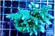 Acropora green& blue tip 7-11 cm WYSIWYG acclimaté