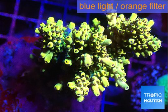 Acropora pikachu 8-12 cm WYSIWYG acclimaté