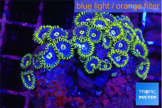 Zoanthus neon green blue magician premium 4-6 cm WYSIWYG acclimaté