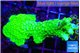 Acropora neon green 4-6 cm WYSIWYG acclimaté