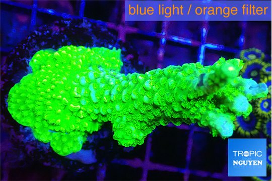 Acropora neon green 4-6 cm WYSIWYG acclimaté