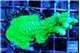 Acropora neon green 4-6 cm WYSIWYG acclimaté