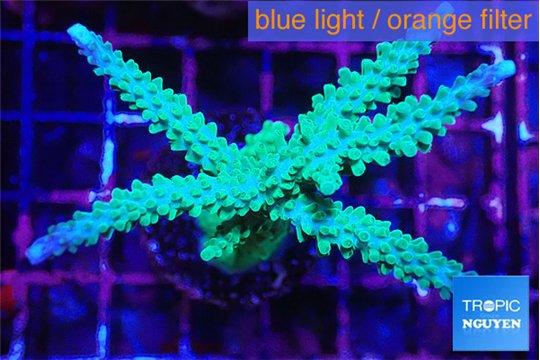 Acropora green & purple tip 5-7 cm WYSIWYG acclimaté