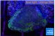 Montipora green & blue polyps Fijii 2-3 cm WYSIWYG acclimaté