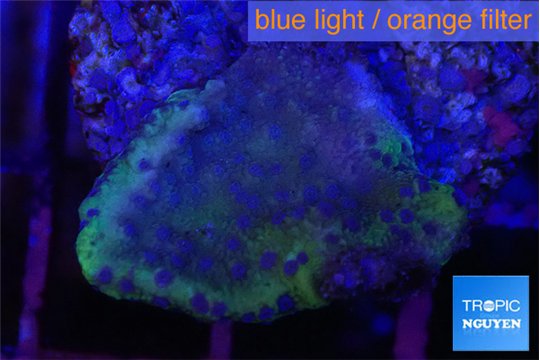 Montipora green & blue polyps Fijii 2-3 cm WYSIWYG acclimaté