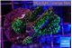 Montipora green & purple polyps 3-4 cm WYSIWYG acclimaté