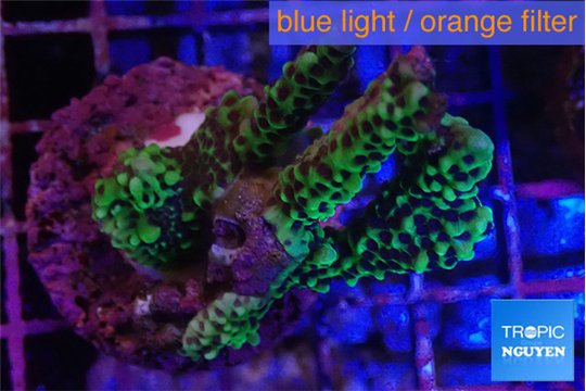 Montipora green & purple polyps 3-4 cm WYSIWYG acclimaté