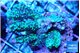 Montipora green & purple polyps 3-4 cm WYSIWYG acclimaté
