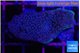 Montipora green & blue polyps Fijii 3-4 cm WYSIWYG acclimaté