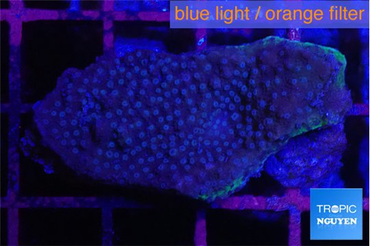 Montipora green & blue polyps Fijii 3-4 cm WYSIWYG acclimaté