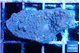 Montipora green & blue polyps Fijii 3-4 cm WYSIWYG acclimaté