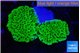 Montipora green 3-4 cm WYSIWYG acclimaté