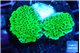 Montipora green 3-4 cm WYSIWYG acclimaté