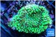 Montipora green 3-4 cm WYSIWYG acclimaté