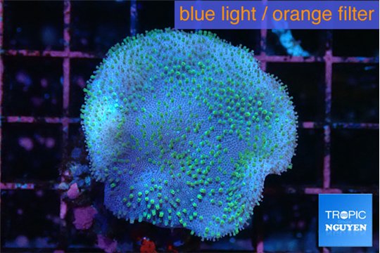 Sarcophyton green polyps 4-6 cm WYSIWYG acclimaté