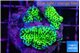Montipora green 3-4 cm WYSIWYG acclimaté