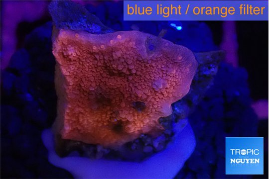 Montipora red 1-3 cm WYSIWYG acclimaté